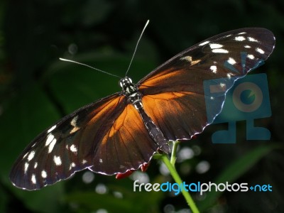 Butterfly Stock Photo