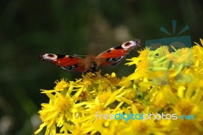 Butterfly Stock Photo