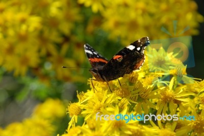 Butterfly Stock Photo