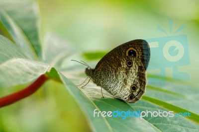 Butterfly Stock Photo