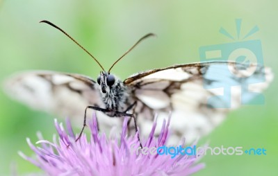 Butterfly Stock Photo