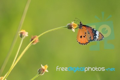 Butterfly Stock Photo