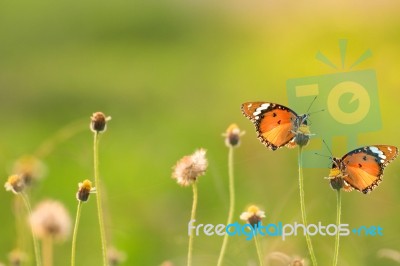 Butterfly Stock Photo