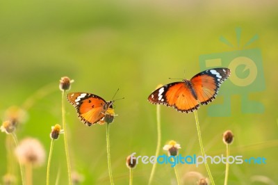 Butterfly Stock Photo