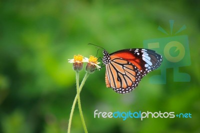 Butterfly Stock Photo