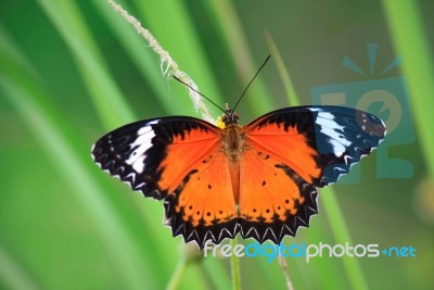 Butterfly Stock Photo