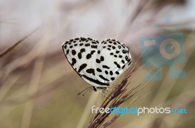 Butterfly Stock Photo