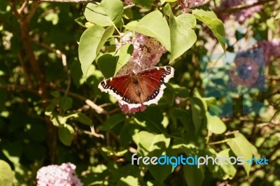 Butterfly Stock Photo