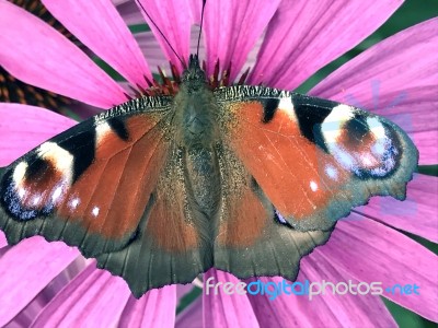 Butterfly  Stock Photo