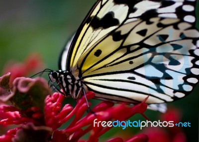 Butterfly Stock Photo