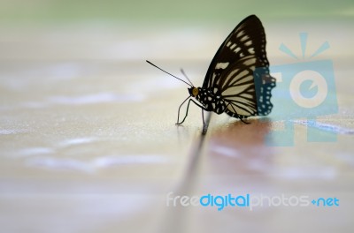 Butterfly Black Tops Thailand Native Sunbathing On Concrete Happ… Stock Photo