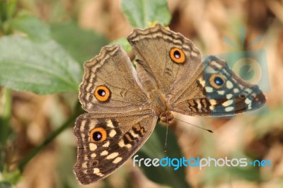 Butterfly Closup Stock Photo