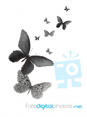 Butterfly Design Stock Image