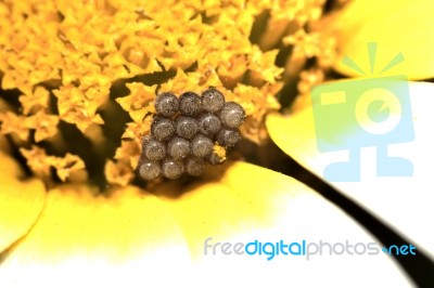 Butterfly Eggs Stock Photo