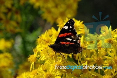 Butterfly Feeding Stock Photo