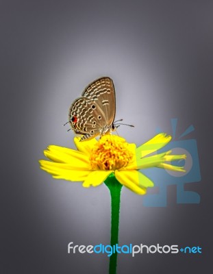 Butterfly Flower Stock Photo