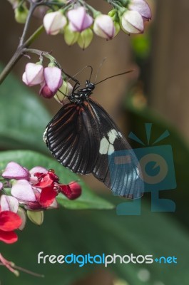 Butterfly Fly In Morning Nature Stock Photo