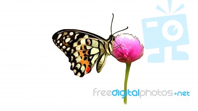 Butterfly Illustration Stock Image