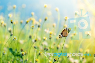 Butterfly In Meadow Stock Photo