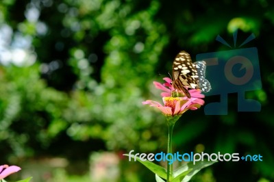 Butterfly In The Garden In Summertime Stock Photo