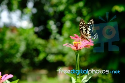 Butterfly In The Garden In Summertime Stock Photo