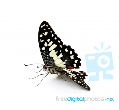 Butterfly Isolated On White Background Stock Photo