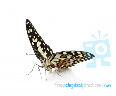 Butterfly Isolated On White Background Stock Photo