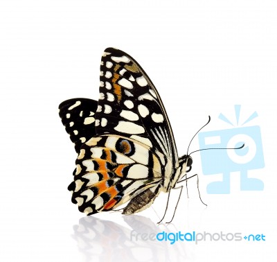 Butterfly Isolated On White Background Stock Photo