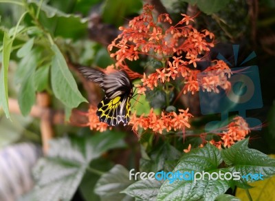 Butterfly On A Flower Stock Photo