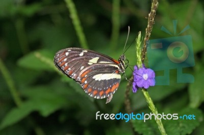 Butterfly On Flower Stock Photo