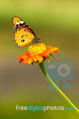 Butterfly on flower Stock Photo