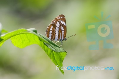 Butterfly On Green Leaf Stock Photo