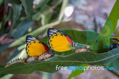 Butterfly On Green Leaves Stock Photo