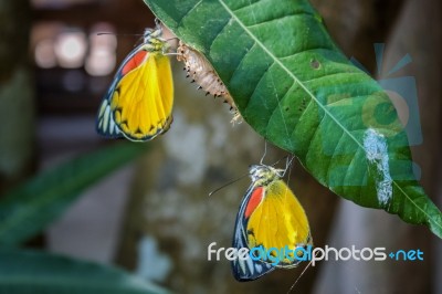 Butterfly On Green Leaves Stock Photo