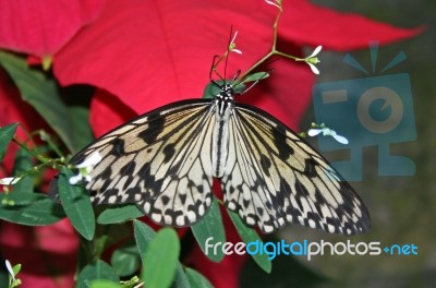 Butterfly On Pointsettia Stock Photo