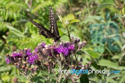 Butterfly On Purple Wildflowers Stock Photo