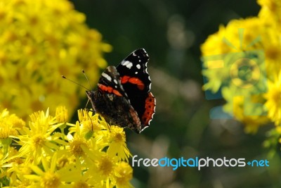 Butterfly On Ragwort Stock Photo