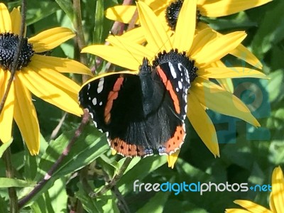 Butterfly On The Flowers Stock Photo