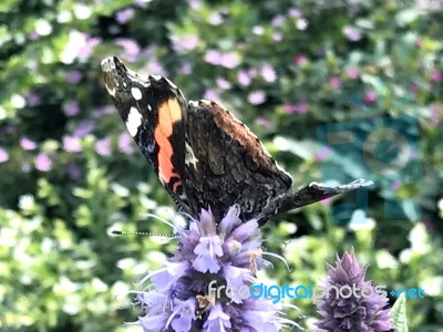 Butterfly On The Flowers Stock Photo