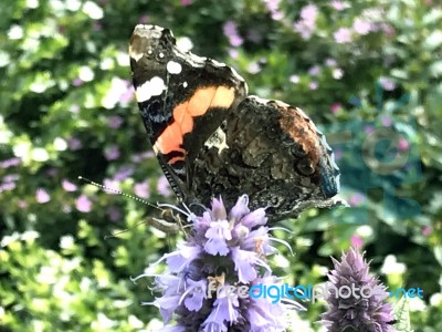 Butterfly On The Flowers Stock Photo