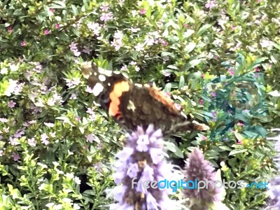 Butterfly On The Flowers Stock Photo