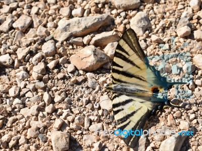 Butterfly On The Ground Stock Photo