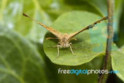 Butterfly On Top Of Leaf Stock Photo