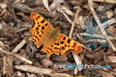 Butterfly On Tree Bark Stock Photo