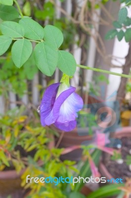 Butterfly Pea Flower Stock Photo