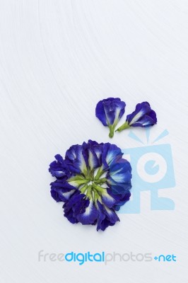 Butterfly Pea Flower Stock Photo