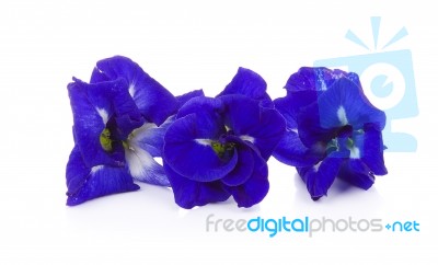 Butterfly Pea Isolated On White Background Stock Photo