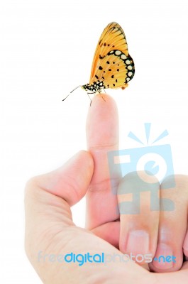 Butterfly Perching On Finger Stock Photo