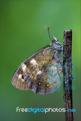 Butterfly Resting In A Branch Stock Photo