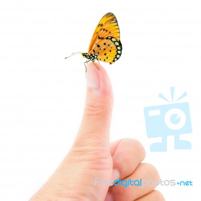 Butterfly Sitting On Finger Stock Photo